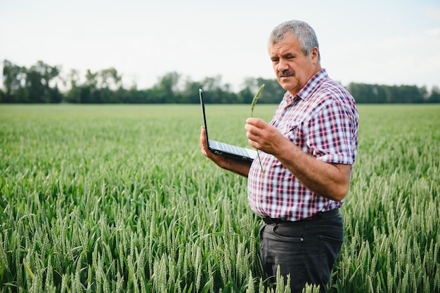 Senior farmer in filed examining and looking at laptop