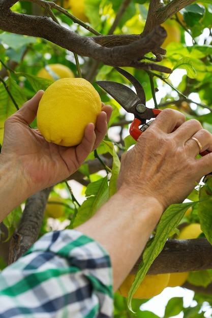 Senior farmer harvesting lemons with garden pruner in hands on a lemon tree in a sunny day. Seasonal, summer, autumn, homegrown, hobby concept.