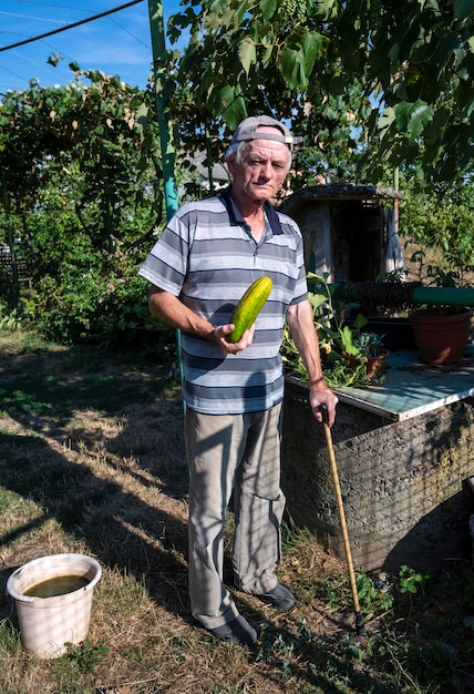 Senior farmer holding fresh organic cucumber