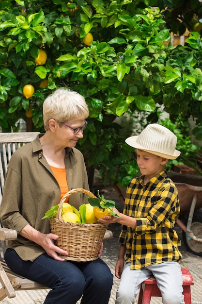 Senior farmer with boy harvesting lemons from the tree