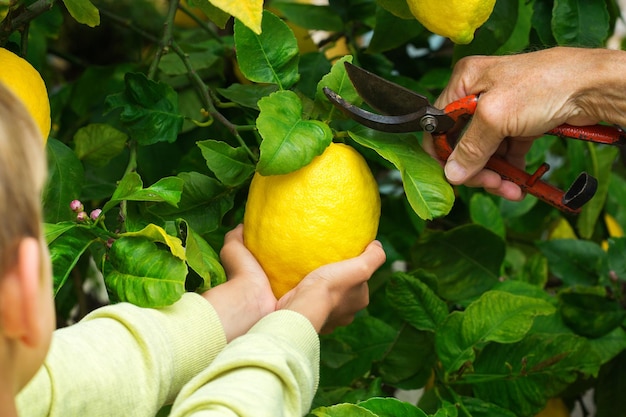 Senior farmer with young boy harvesting lemons from the tree