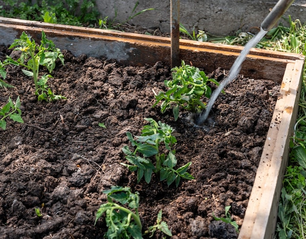 Senior grandfather gardening on the ground kneeling sunny day tomato seedlights and shovel in hands