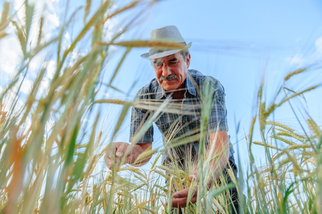 Senior male farmer inspects wheat crop bottom view