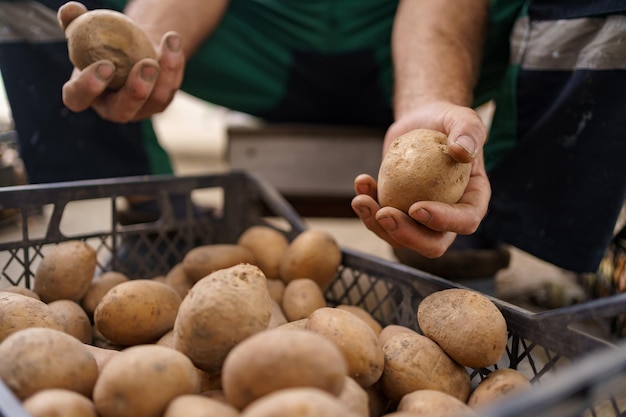 Senior male farmer with gathered potatoes closeup Cropped view of man holding dirty natural potatoes