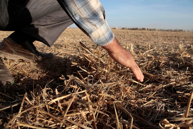 Senior man examines his farm