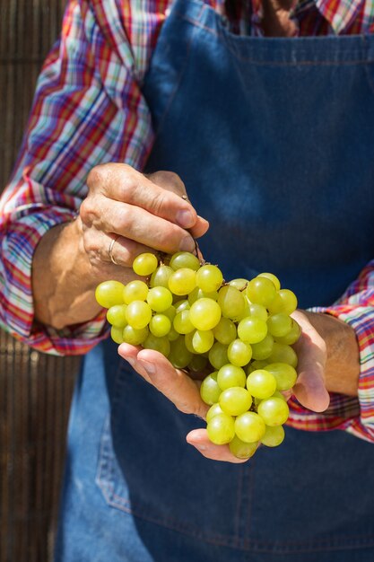 Senior man farmer worker holding harvest of organic grapes