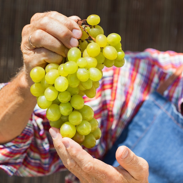 Senior man farmer worker holding harvest of organic grapes