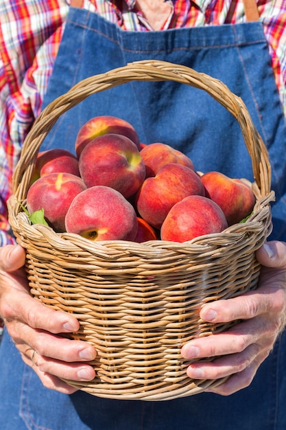 Senior man farmer worker holding harvest of organic peach