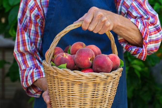 Senior man farmer worker holding harvest of organic peach