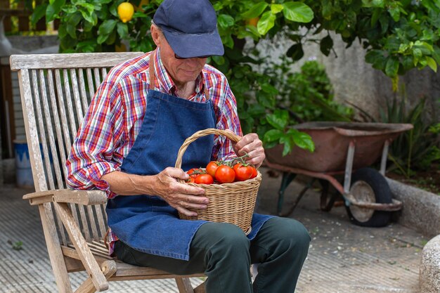 Senior man farmer worker holding harvest of organic tomato