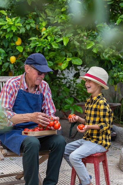 Senior man farmer and young boy holding harvest of tomato