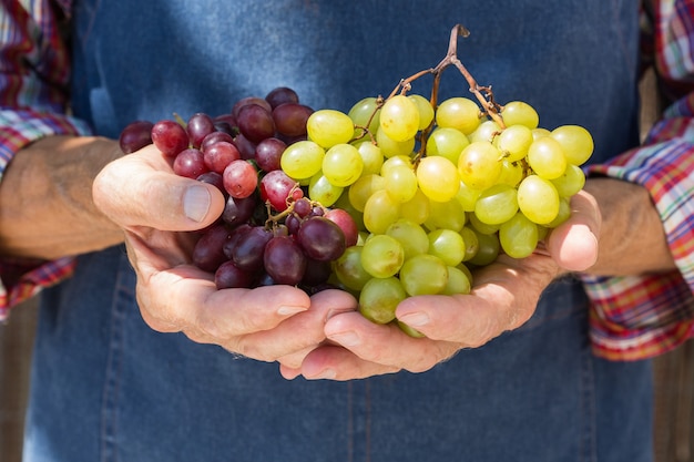 Senior man holding in hands harvest of grapes