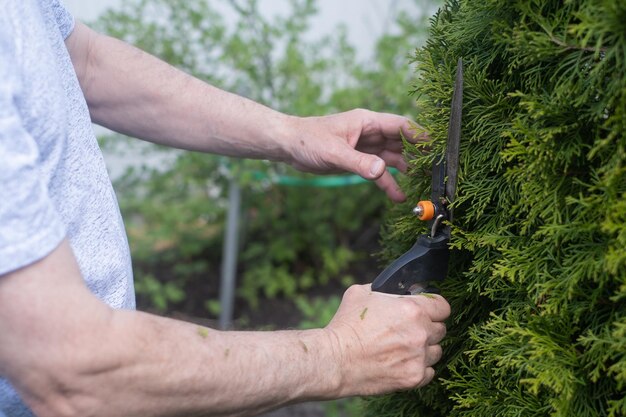 Senior man is trimming bushes in his garden with a big secateur