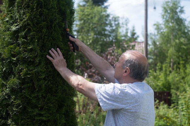 Senior man is trimming bushes in his garden with a big secateur