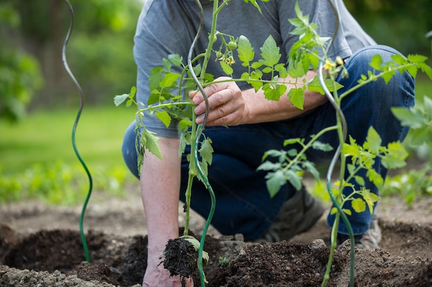 Senior man planting tomatoes at his huge garden, gardening concept