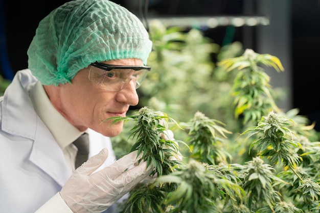 Senior man scientist in gloves and glasses examines smell hemp plants in cannabis marijuana farms