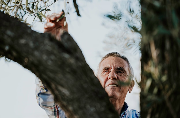 Senior smiling gray hair man harvesting organic olives