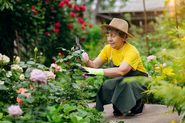 Senior woman gardener in a hat working in her yard and trimming flowers with secateurs The concept of gardening growing and caring for flowers and plants