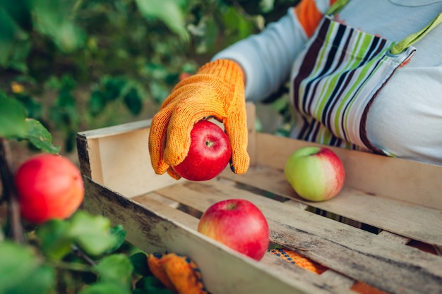 Photo senior woman gathering ripe organic apples in summer orchard