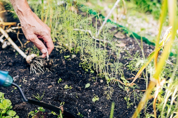 Senior woman hands closeup picking garlic root