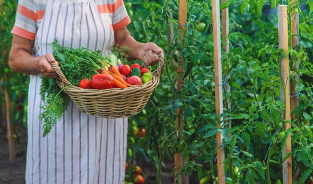 Senior woman harvesting vegetables in the garden Selective focus