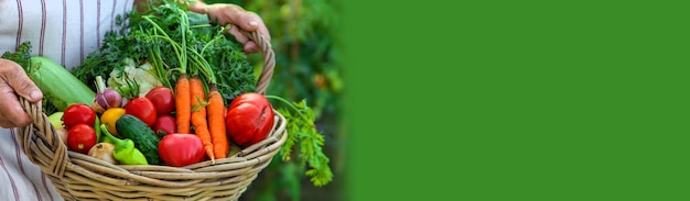 Senior woman harvesting vegetables in the garden Selective focus