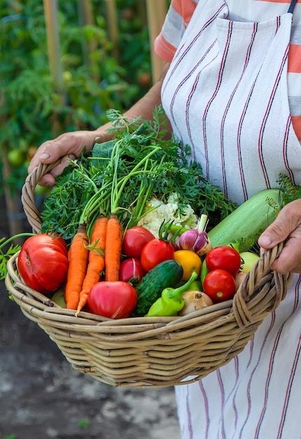 Senior woman harvesting vegetables in the garden Selective focus