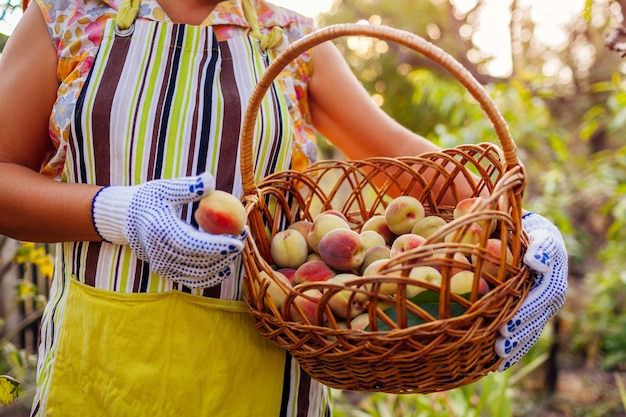 Senior woman holding basket with ripe organic peaches in summer orchard