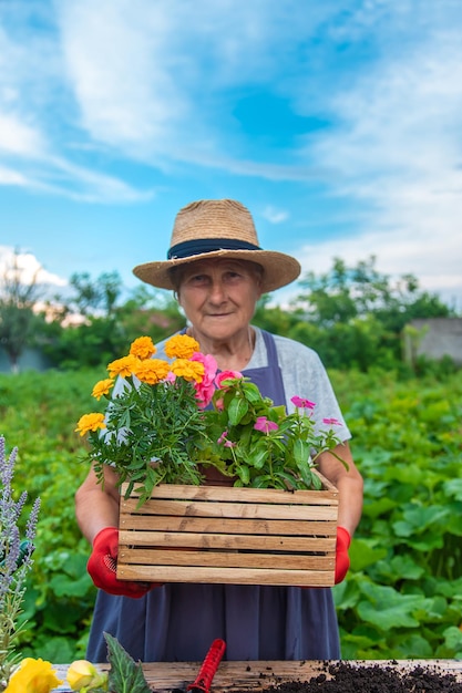 Senior woman is planting flowers in the garden Selective focus