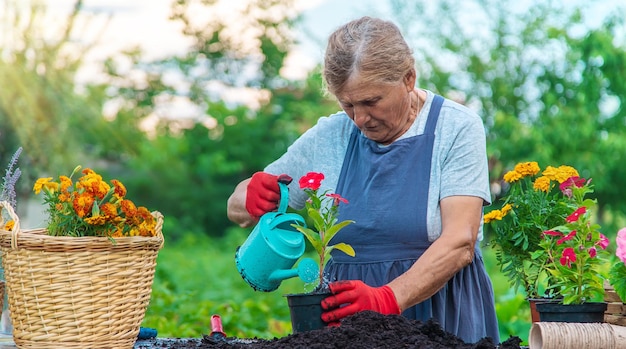 Senior woman is planting flowers in the garden Selective focus