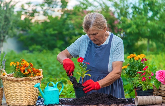 Senior woman is planting flowers in the garden Selective focus