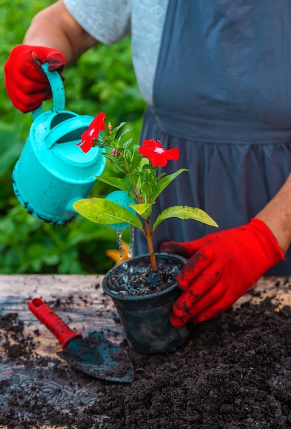 Senior woman is planting flowers in the garden Selective focus