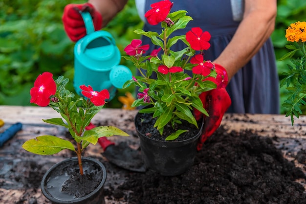 Senior woman is planting flowers in the garden Selective focus