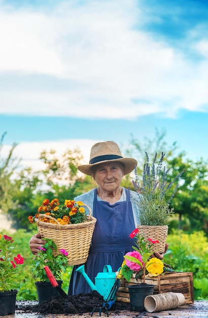 Senior woman is planting flowers in the garden Selective focus