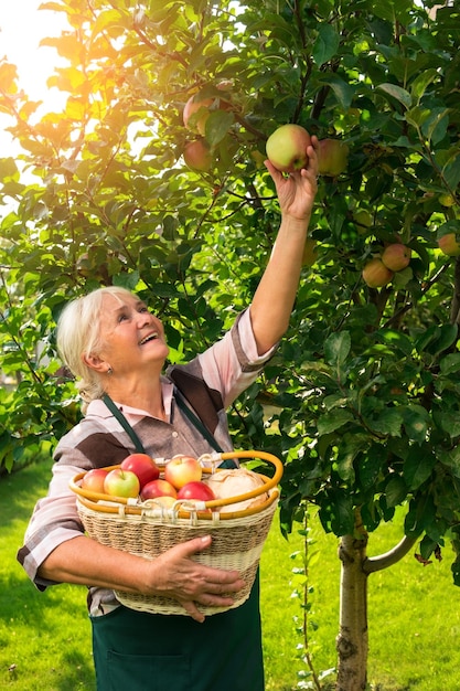 Senior woman picking apples