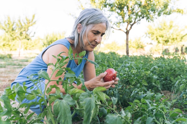 Senior woman in vegetable garden with tomatoes