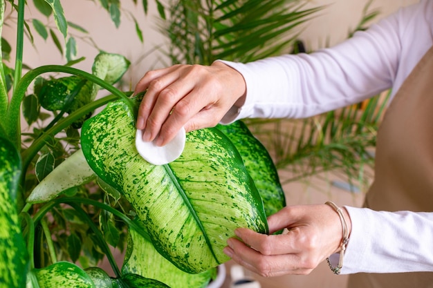 Senior woman wipes a green leaf of dieffenbachia cares for a plant in a pot