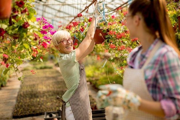 Senior and young women working together in flower garden at sunny day