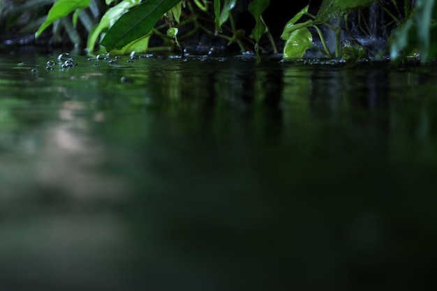 Sensitive to the water surface and the reflections from the plants