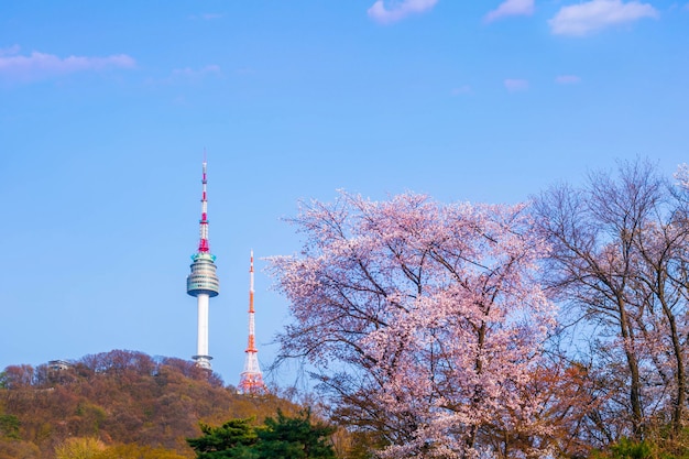 Seoul tower in spring with cherry blossom tree in full bloom, south korea.