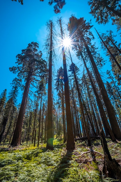 Sequoia National Park a giant trees park California United States