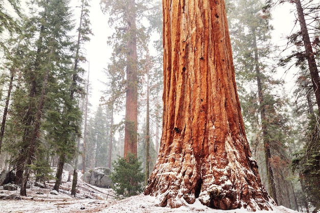 Sequoias forest in summer season