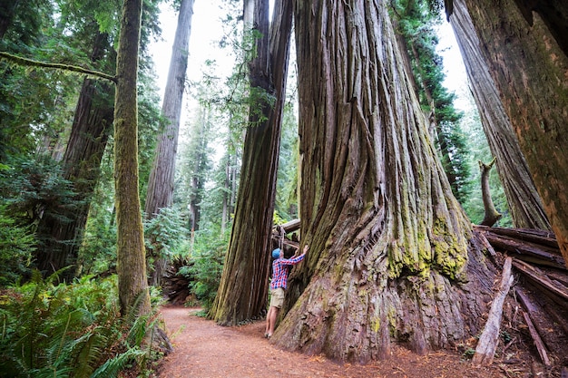 Sequoias forest in summer season