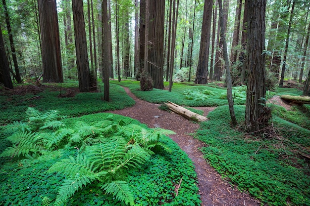 Sequoias forest in summer season