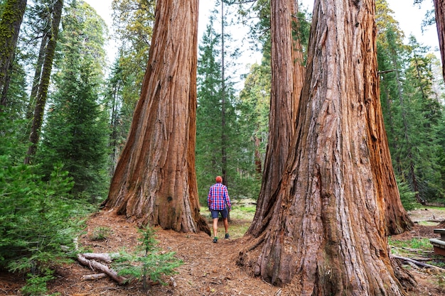 Sequoias forest in summer season