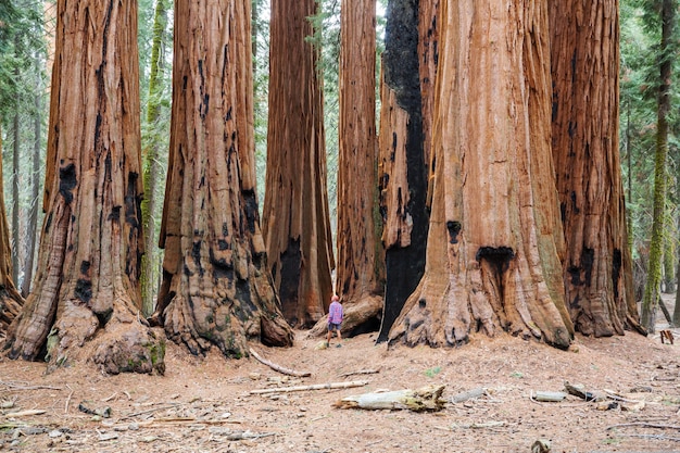 Sequoias forest in summer season