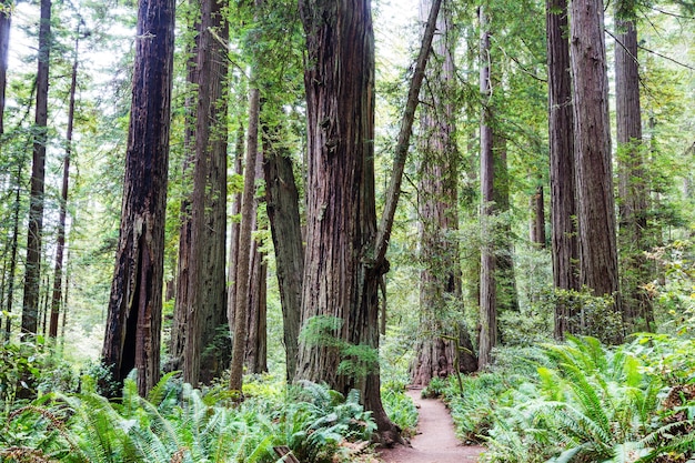 Sequoias forest in summer season