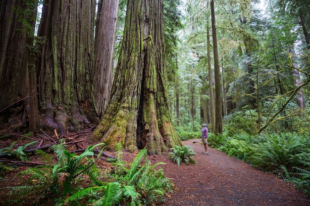 Sequoias forest in summer season