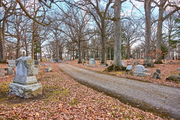 Serene Autumn Cemetery Pathway with Fallen Leaves and Bare Trees