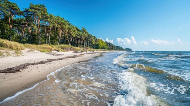 Serene Beachscape with Pine Trees and Gentle Waves